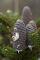 Abies koreana-1 Jodła koreańska